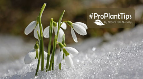 When Is Your Last Frost Date and Why Is It Important? - Nature Hills Nursery