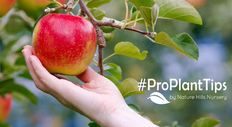 When Should I Harvest My Apples? - Nature Hills Nursery