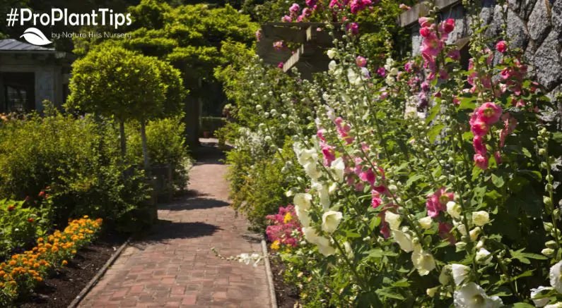 When to Divide Different Perennials - Nature Hills Nursery