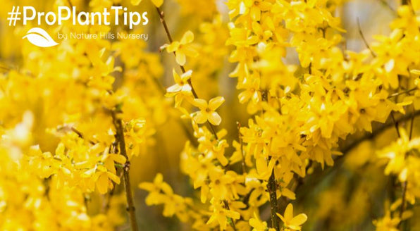 When & How to Prune Forsythia Shrubs