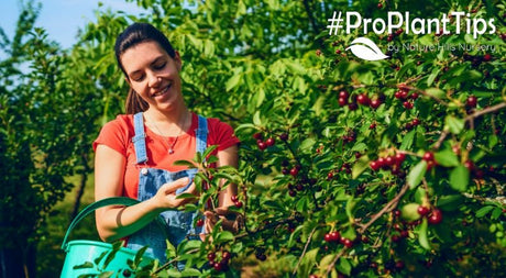 When Will My Fruit Be Ready to Harvest? - Nature Hills Nursery