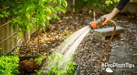 When is the best time of day to water plants?