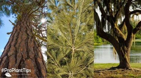 Which Trees Grow the Fastest? - Nature Hills Nursery