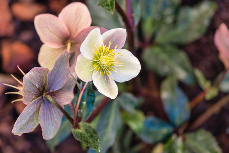 Hellebore Care Guide: How to Grow Lenten Rose (Helleborus)
