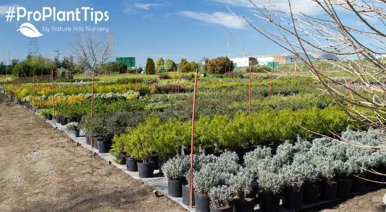 Why Buy From Nature Hills? - Nature Hills Nursery