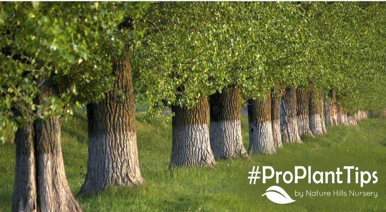 Why Do People Paint Tree Trunks White? - Nature Hills Nursery