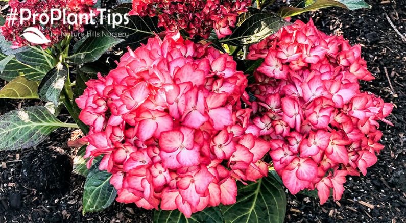 Why Your Hydrangeas Aren't Blooming - Nature Hills Nursery