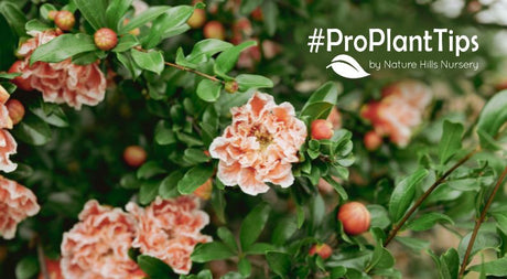 Widely Underutilized Shrubs The Neighbors Won't Have! - Nature Hills Nursery