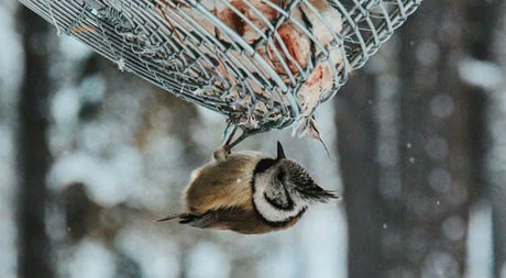 Keep Bird Feeders Clean During Winter