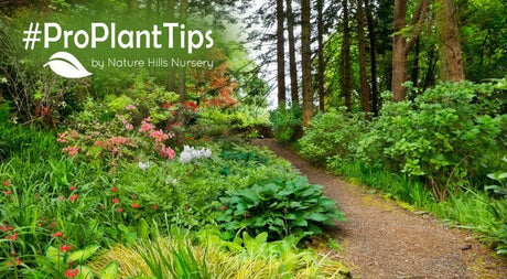 start a shady woodland garden today