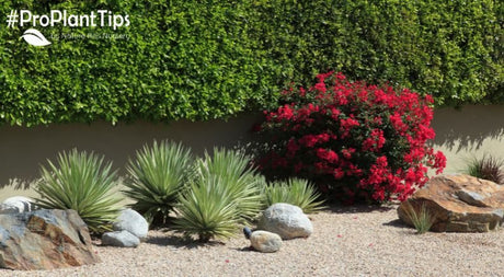 Xeriscaping: How to Create a Lush Drought-Tolerant Landscape - Nature Hills Nursery