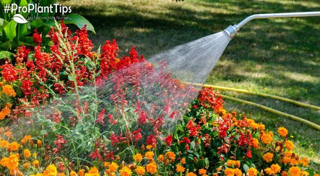 Your Plants Need Water, But Not Too Much! - Nature Hills Nursery