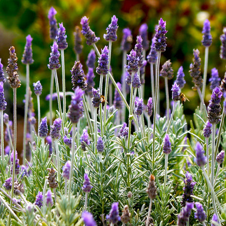 Lavender Plants