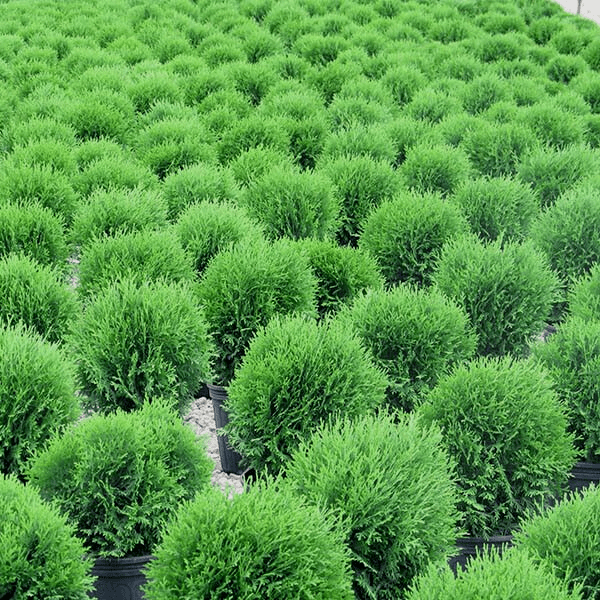 Arborvitae Shrubs