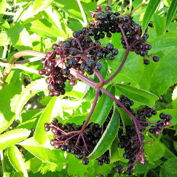 Elderberry Bushes