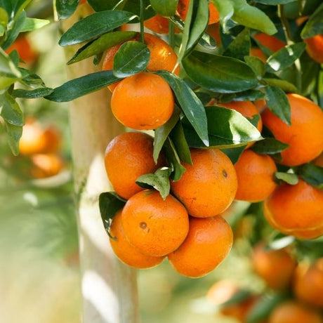 Orange Tree