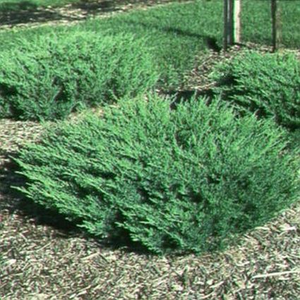 Juniper Bushes