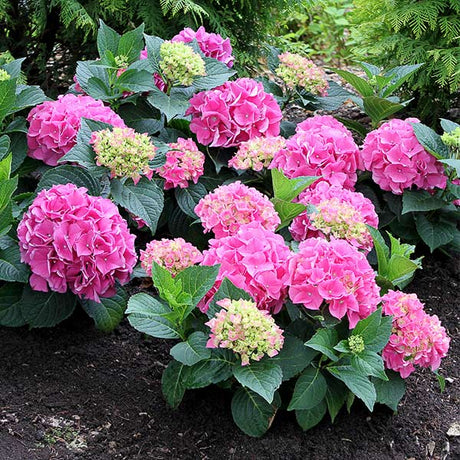 Hydrangea Shrubs