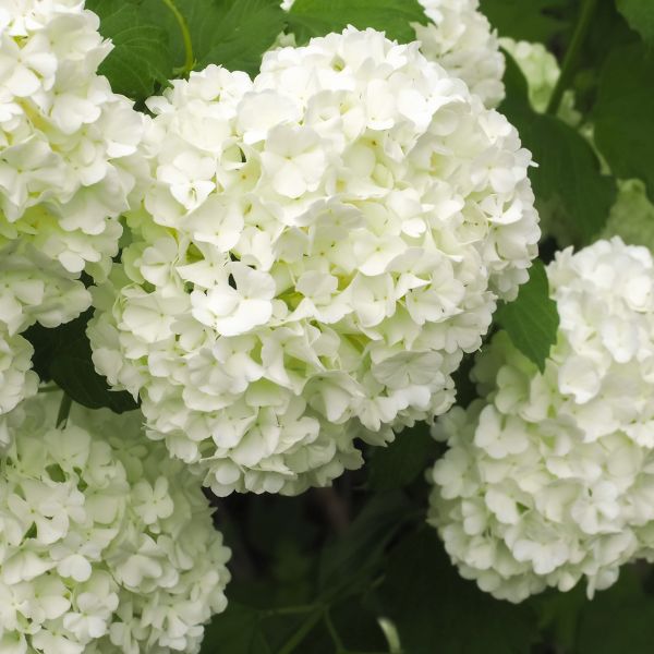 Viburnum Bushes