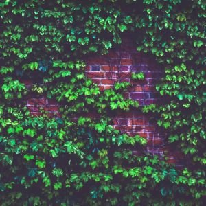 Evergreen Vines