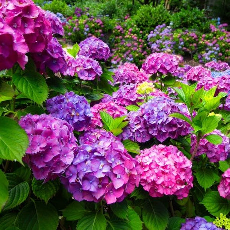 Hydrangea shrubs