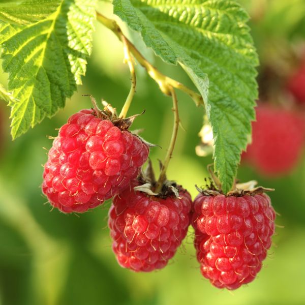 Raspberry Plants