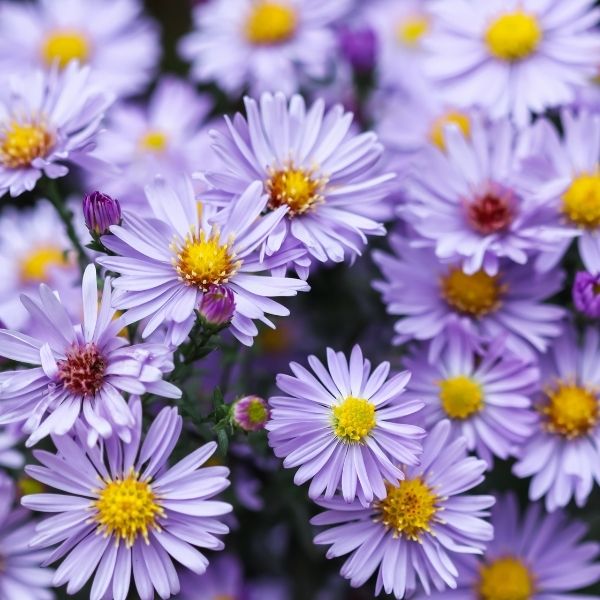 Aster