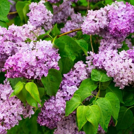 Lilac Bush