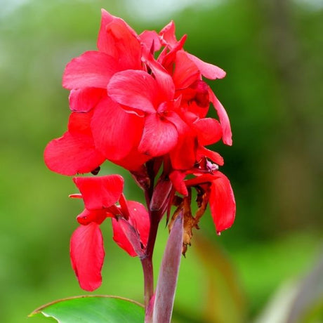 Canna Flower