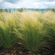 Ornamental Grasses