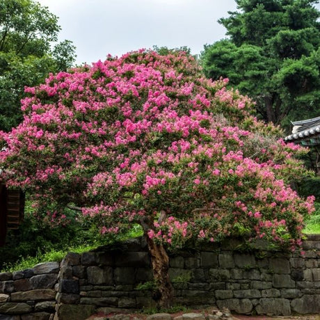 Crape Myrtle Tree