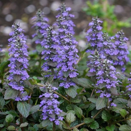 Ajuga