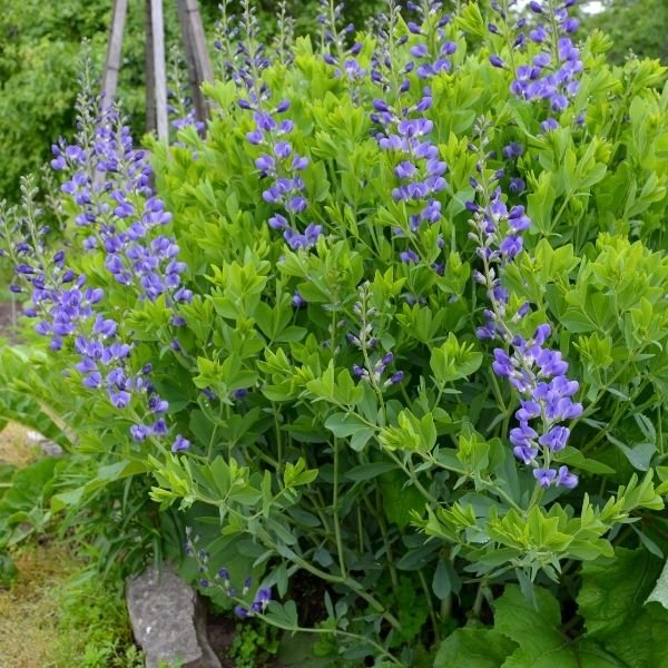 buy baptisia false indigo at naturehills.com