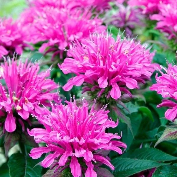 Bee Balm