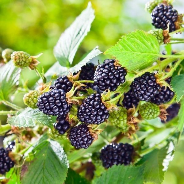 Blackberry Bushes
