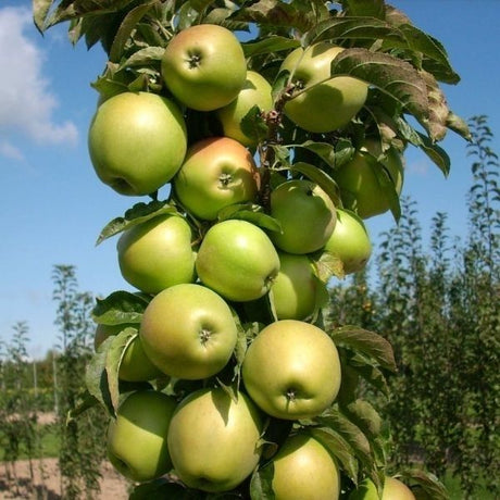 Columnar Fruit Trees