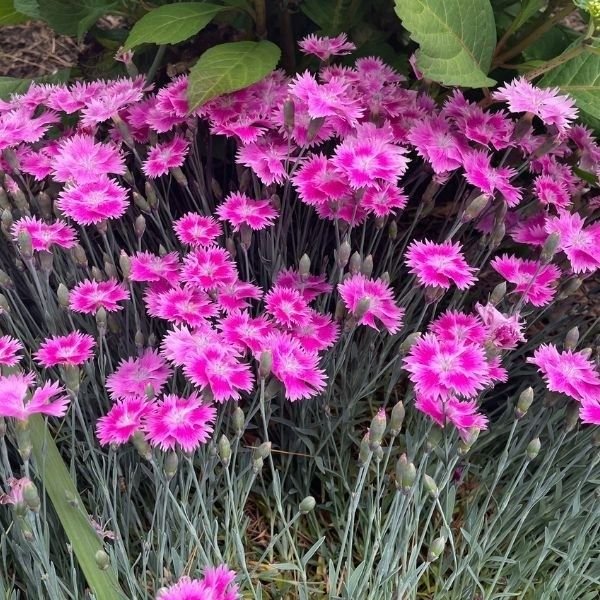 shop garden pinks dianthus for groundcover and spring color at nature hills