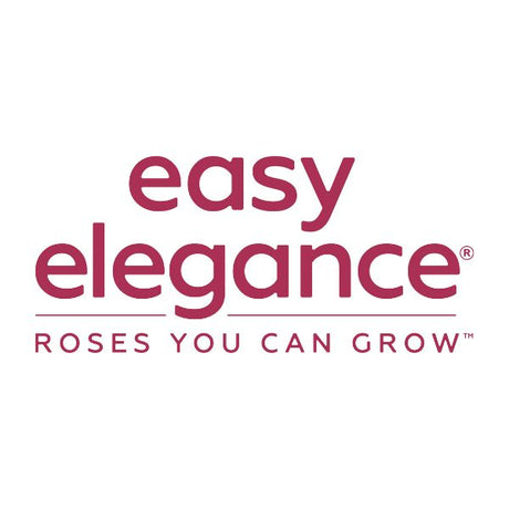 Easy Elegance Roses