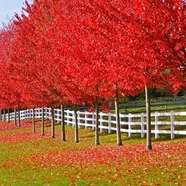 fall color trees at naturehills.com