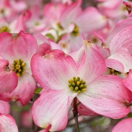 Flowering Dogwood