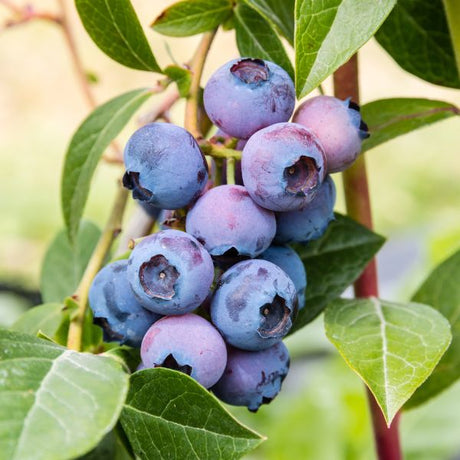 Fruit Bushes