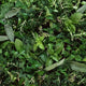 Herbs