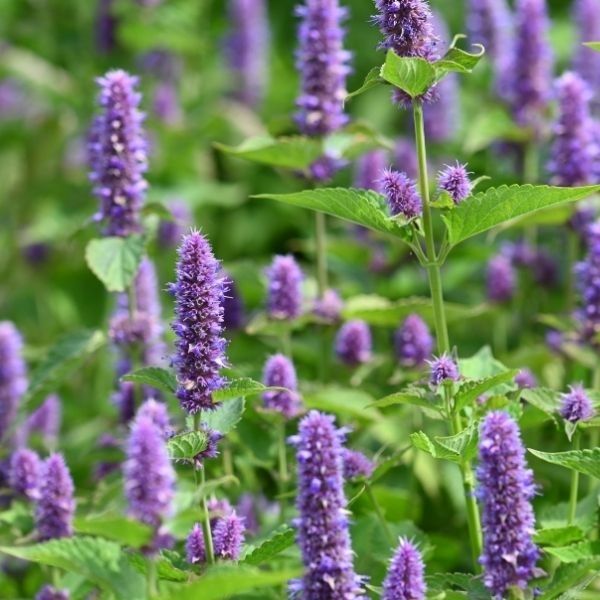 Hyssop Plants