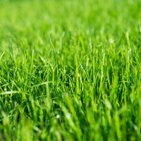 Lawn Grass up close