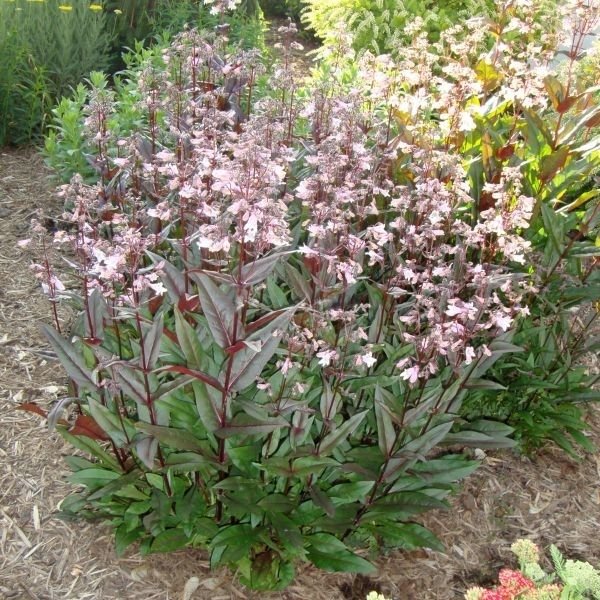 Shop Penstemon Beardtongue at naturehills.com