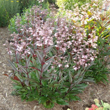 husker red penstemon