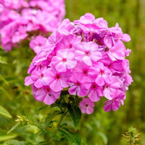 shop Creeping Phlox and Garden Phlox at Nature Hills