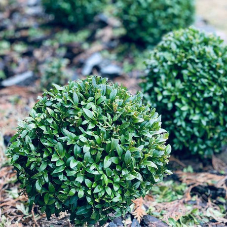 Small Bushes