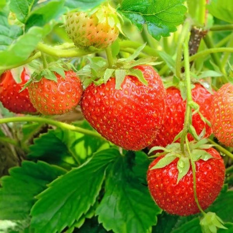 Strawberry Bushes