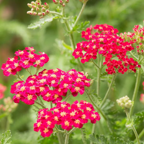 Yarrow